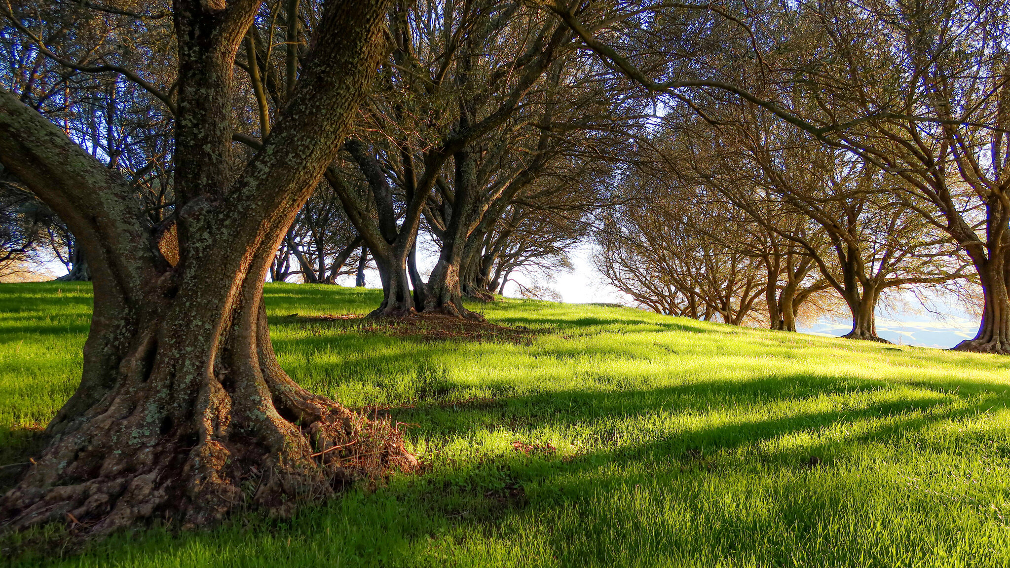 Pleasanton Ridge Regional Park East Bay Parks